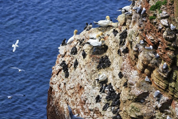Northern gannets (Morus bassanus) and common guillemots (uria aalge) on bird cliffs, steep coast, Heligoland Island, Schleswig-Holstein, Germany