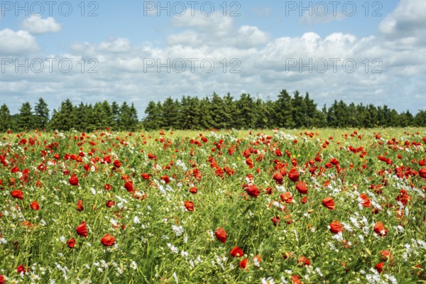Meadow with Mayweed (Matricaria inodora) and Poppy (Papaver rhoeas) in Ystad, Skåne county, Sweden, Scandinavia