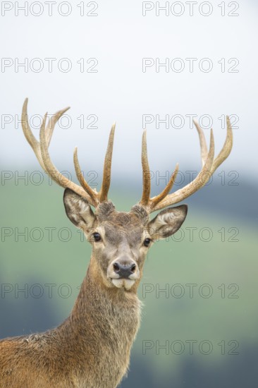 Red deer (Cervus elaphus) stag, portrait, tirol, Kitzbühel, Wildpark Aurach, Austria