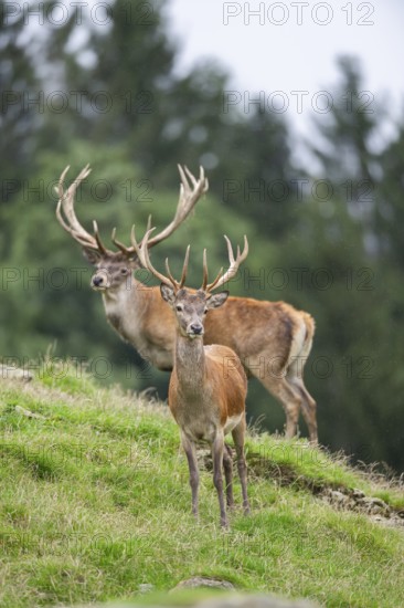 Red deer (Cervus elaphus) stag on a meadow in tirol, Kitzbühel, Wildpark Aurach, Austria