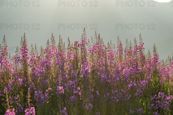 Fireweed (Chamaenerion angustifolium) blooming at sunrise in the Mountains at Hochalpenstraße, view from Fuscher Lacke, Pinzgau, Salzburg, Austria
