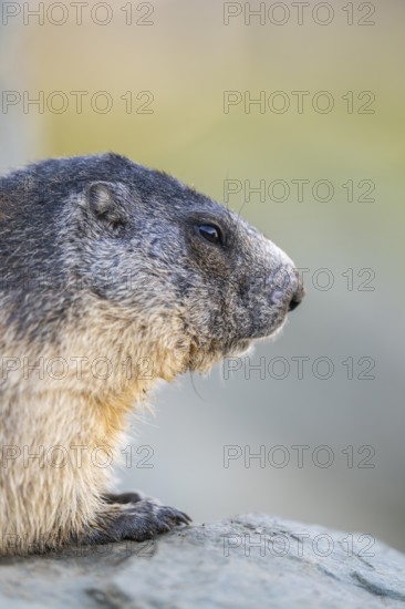 Alpine marmot (Marmota marmota) in autumn, Grossglockner, High Tauern National Park, Austria