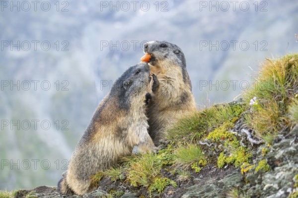 Alpine marmot (Marmota marmota) in autumn, Grossglockner, High Tauern National Park, Austria