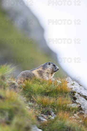 Alpine marmot (Marmota marmota) in autumn, Grossglockner, High Tauern National Park, Austria