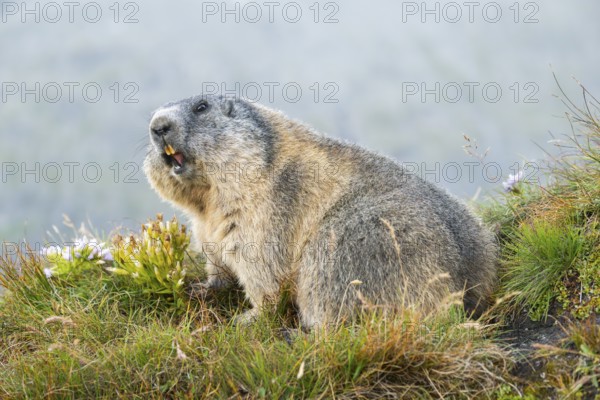 Alpine marmot (Marmota marmota) in autumn, Grossglockner, High Tauern National Park, Austria