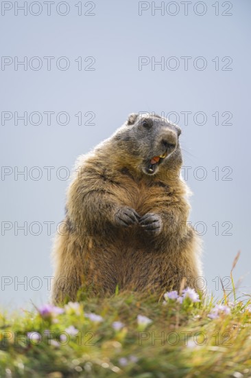 Alpine marmot (Marmota marmota) in autumn, Grossglockner, High Tauern National Park, Austria