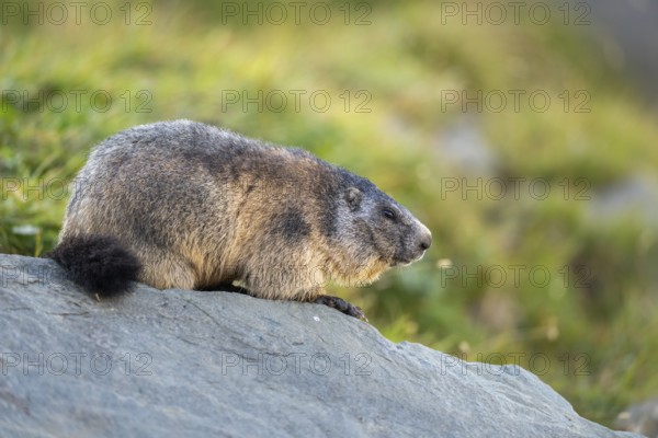 Alpine marmot (Marmota marmota) in autumn, Grossglockner, High Tauern National Park, Austria