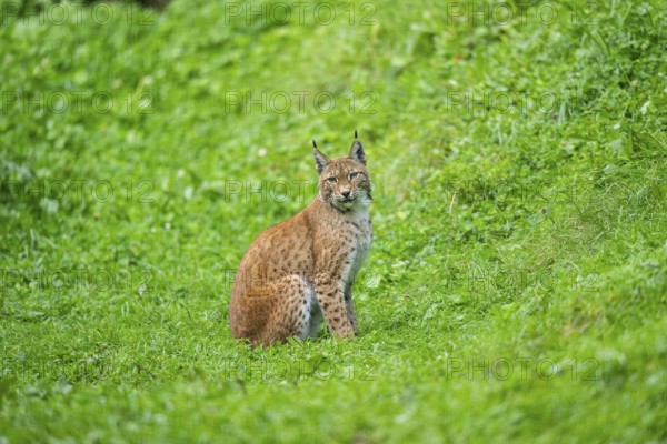 Eurasian lynx (Lynx lynx) youngster on a meadow, Bavaria, Germany