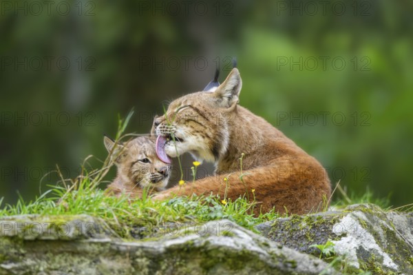 Eurasian lynx (Lynx lynx) mother with her youngster, Austria