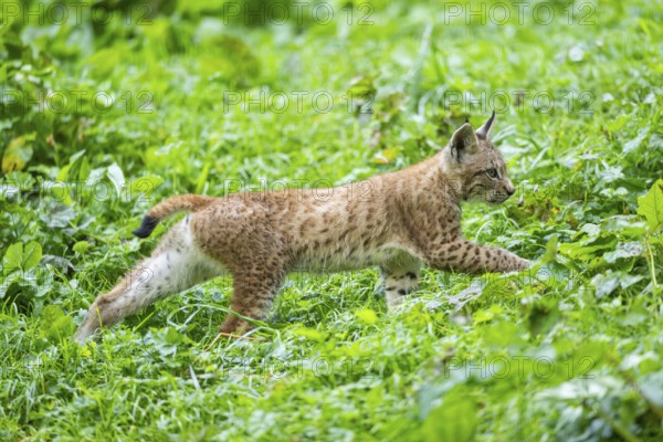 Eurasian lynx (Lynx lynx) youngster on a meadow, Bavaria, Germany
