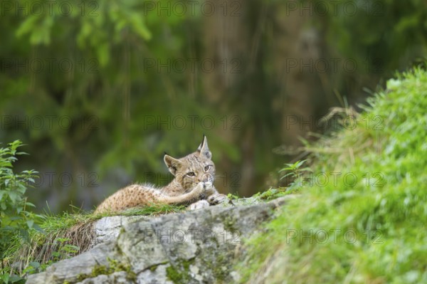 Eurasian lynx (Lynx lynx) youngster on a rock, Bavaria, Germany