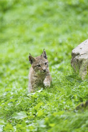 Eurasian lynx (Lynx lynx) youngster on a meadow, Bavaria, Germany