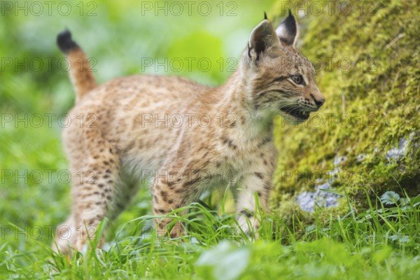 Eurasian lynx (Lynx lynx) youngster on a meadow, Bavaria, Germany
