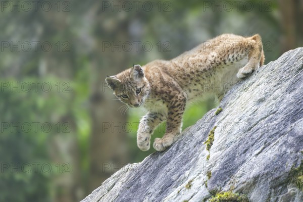 Eurasian lynx (Lynx lynx) youngster climbing on a rock, Bavaria, Germany