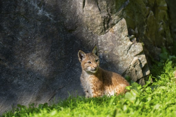 Eurasian lynx (Lynx lynx) youngster on a meadow, Bavaria, Germany