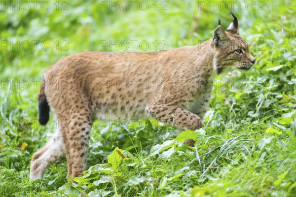 Eurasian lynx (Lynx lynx) on a meadow, Austria