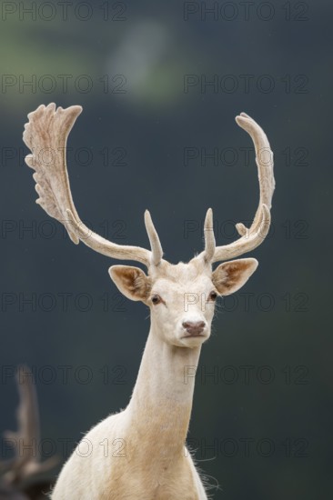 European fallow deer (Dama dama) stag, portrait, tirol, Kitzbühel, Wildpark Aurach, Austria