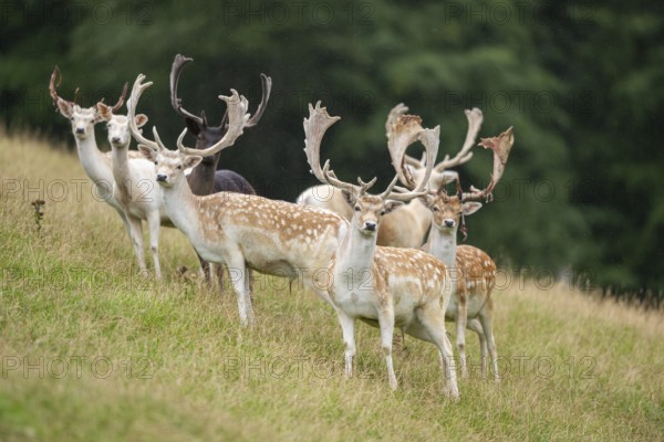European fallow deer (Dama dama) stags on a meadow, tirol, Kitzbühel, Wildpark Aurach, Austria