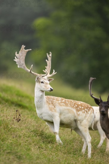 European fallow deer (Dama dama) stags on a meadow, tirol, Kitzbühel, Wildpark Aurach, Austria