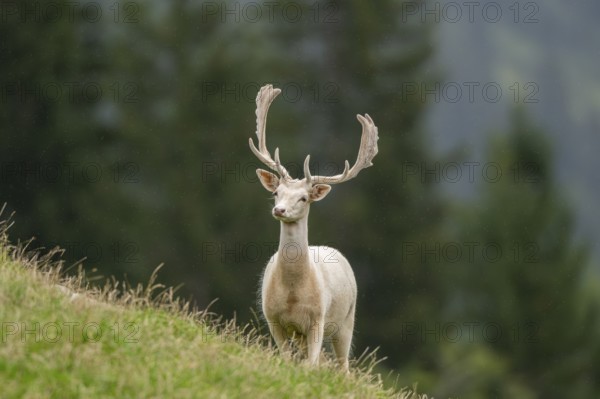 European fallow deer (Dama dama) stag on a meadow, tirol, Kitzbühel, Wildpark Aurach, Austria