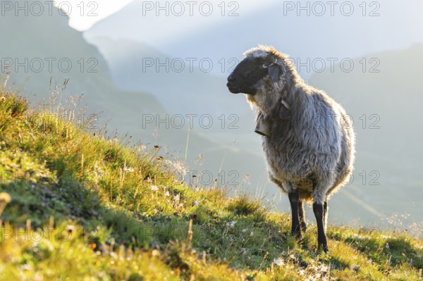 Domestic sheep (Ovis orientalis aries) at sunrise in the Mountains at Hochalpenstraße, Pinzgau, Salzburg, Austria