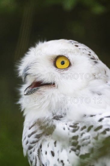 Snowy owl (Bubo scandiacus), portrait, Bavaria, Germany