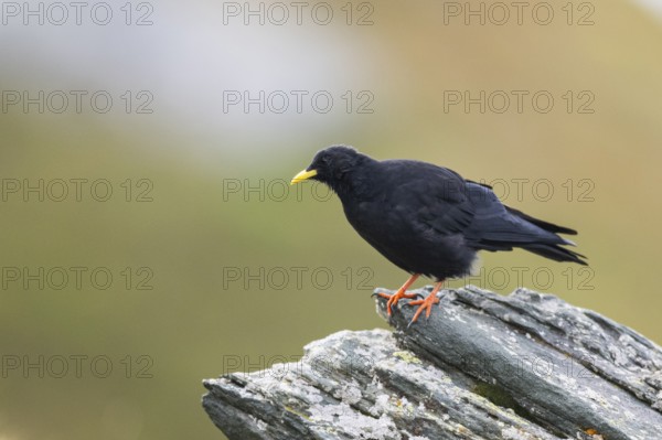 Yellow-billed chough (Pyrrhocorax graculus) in the mountains at Hochalpenstraße, Pinzgau, Salzburg, Austria