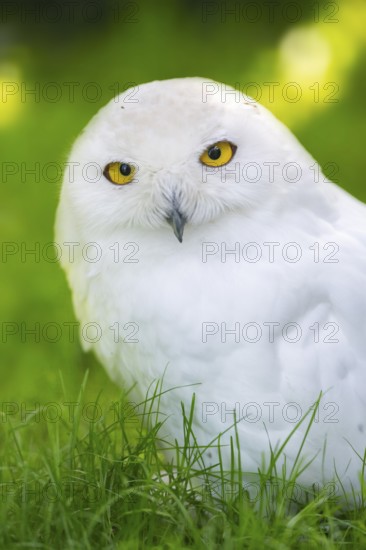 Snowy owl (Bubo scandiacus) sitting on the ground, Bavaria, Germany