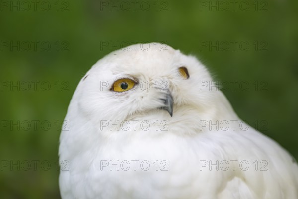 Snowy owl (Bubo scandiacus), portrait, Bavaria, Germany