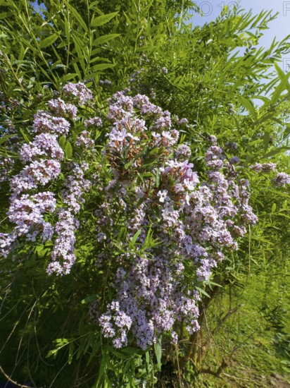 Narrow-leaved summer lilac, narrow-leaved butterfly bush (Buddleja alternifolia)