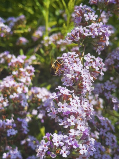 Narrow-leaved summer lilac, narrow-leaved butterfly bush (Buddleja alternifolia), drone sitting on flower
