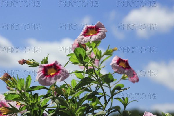 Blooming magic bells (Calibrachoa), in front of a blue sky, North Rhine-Westphalia, Germany