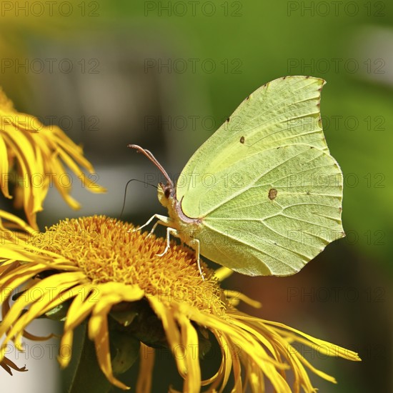 Lemon butterfly (Gonepteryx rhamny) on a yellow flower of a Great Telekie (Telekia speciosa), macro photograph, Wilnsdorf, North Rhine-Westphalia, Germany