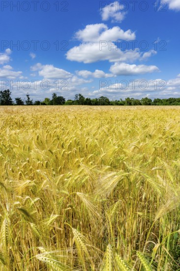 Grain field, in front of harvest, barley, near Bottrop-Kirchhellen, North Rhine-Westphalia, Germany