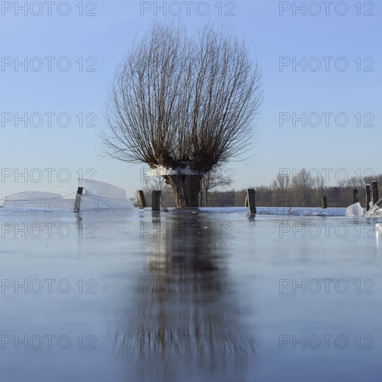 Land under... Pollard willow (Salix sp.) during the winter flood Rhineland 2020, 2021 locked in the ice, after the flood came severe frost, which froze large floodplains thickly, ice wreath on the trees indicate the former maximum level of the Rhine flood, weather situation, Bislicher Insel near Xanten, nationally known nature reserve, Wesel district, Lower Rhine, Rhineland, North Rhine-Westphalia, Germany, Western Europe