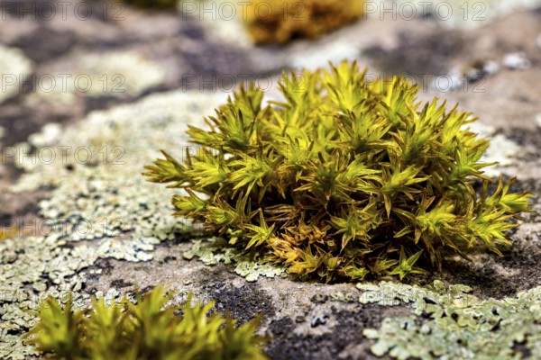 Green moss on a stony surface, surrounded by lichen, in a tranquil nature photograph, The deciduous moss (Niphotrichum)