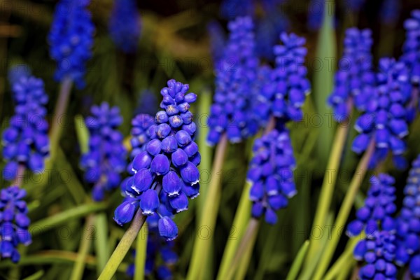 Purple grape hyacinths bloom in greenery and embody the freshness and vibrancy of spring, The grape hyacinths (Muscari)