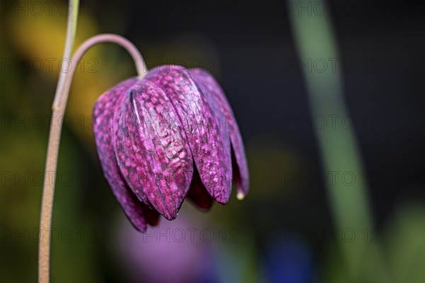 Close-up of a purple chess flower against a blurred background, The flower of the chess flower (Fritillaria meleagris)