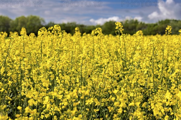 A flowering rape field under a cloudy sky with a blue background and green trees in spring, Flowering rape (Brassica napus) in spring