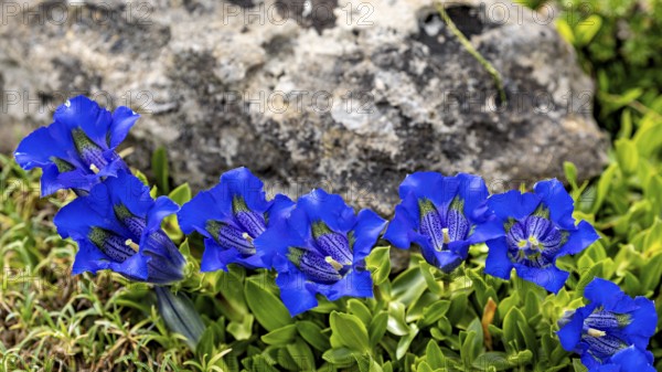 Vivid blue gentian flowers in front of a rock on a green background, Flowering gentians (Gentiana)