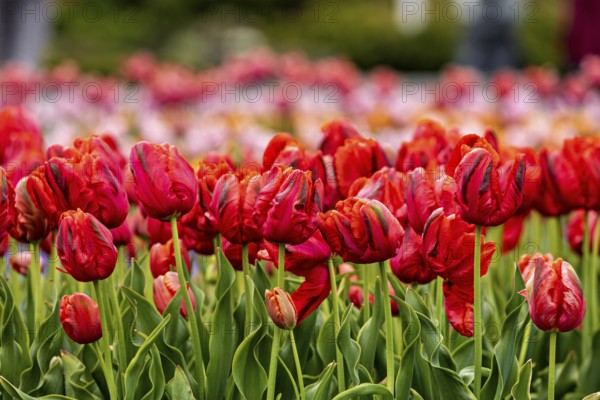 Red tulips blooming in a vibrant field of flowers in spring, The blooming tulips (Tulipa) in spring