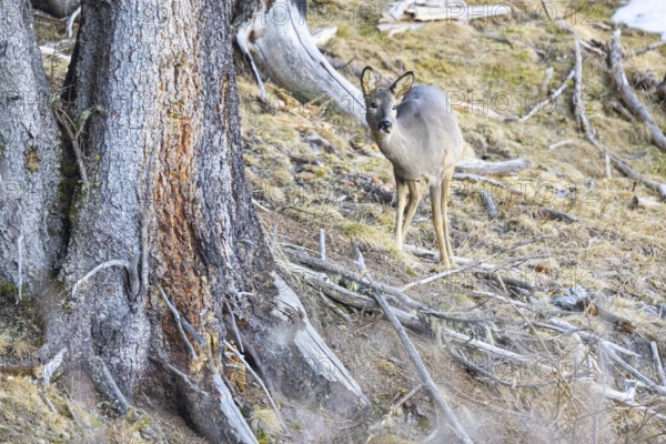 Roe deer (Capreolus capreoöus) Germany