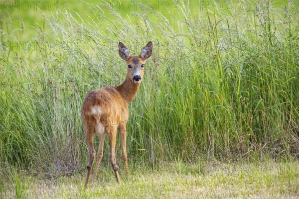 Roe deer (Capreolus capreoöus) Goat Germany