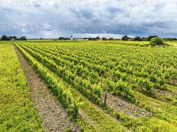 Fields and Grape plantations from a drone, Saint-Clement-des-Baleines, Atlantic, France