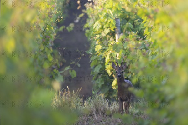 Roebuck in the vineyard in summer, Wittlich, Rhineland-Palatinate, Germany