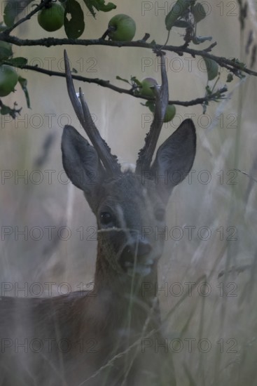 Roebuck in the vineyard in summer, Wittlich, Rhineland-Palatinate, Germany