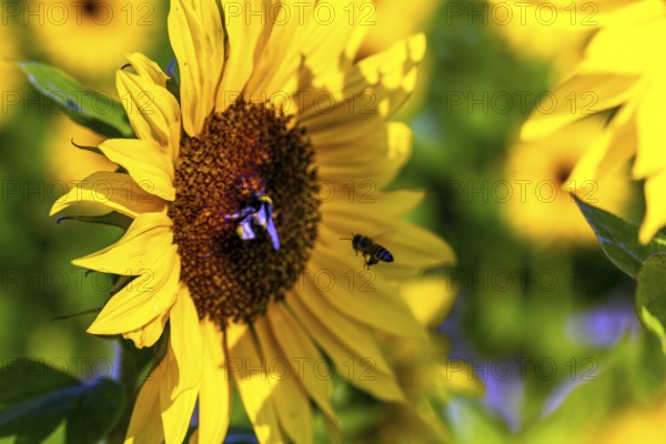 Close-up of a sunflower. A bee collects pollen and nectar from the flower