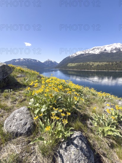 Mountain lake with flowers in front of blue sky and snow-capped mountains, Wallowa Lake, Joseph, Oregon, USA, North America
