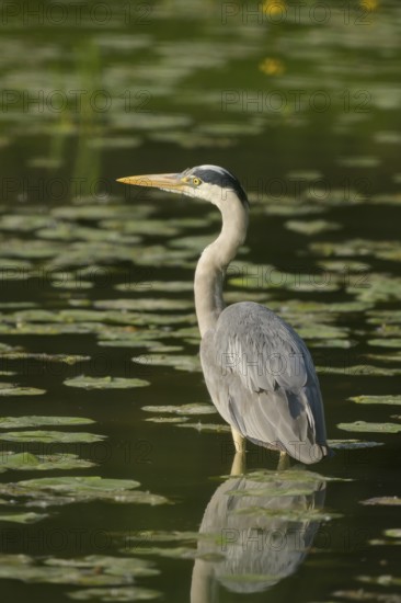 Grey heron (Ardea cinerea), water, hunting, Lower Austria