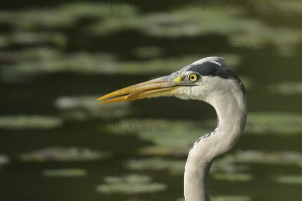 Grey heron (Ardea cinerea), water, portrait, Lower Austria